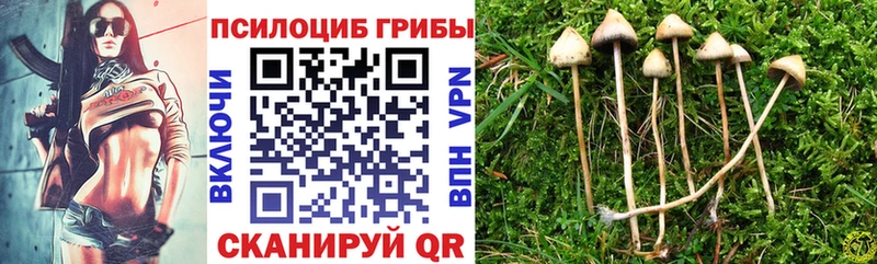 Псилоцибиновые грибы Cubensis  Кирсанов 